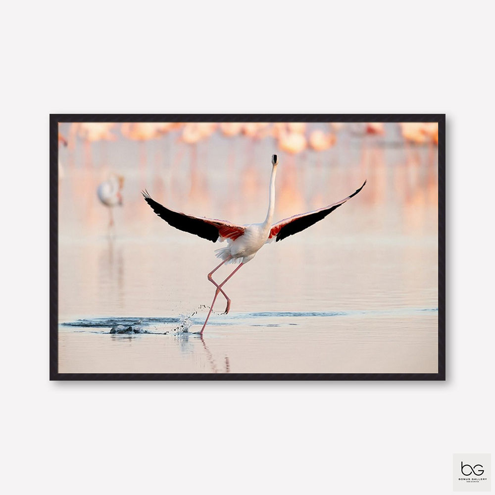 Flamingo dancing (D)