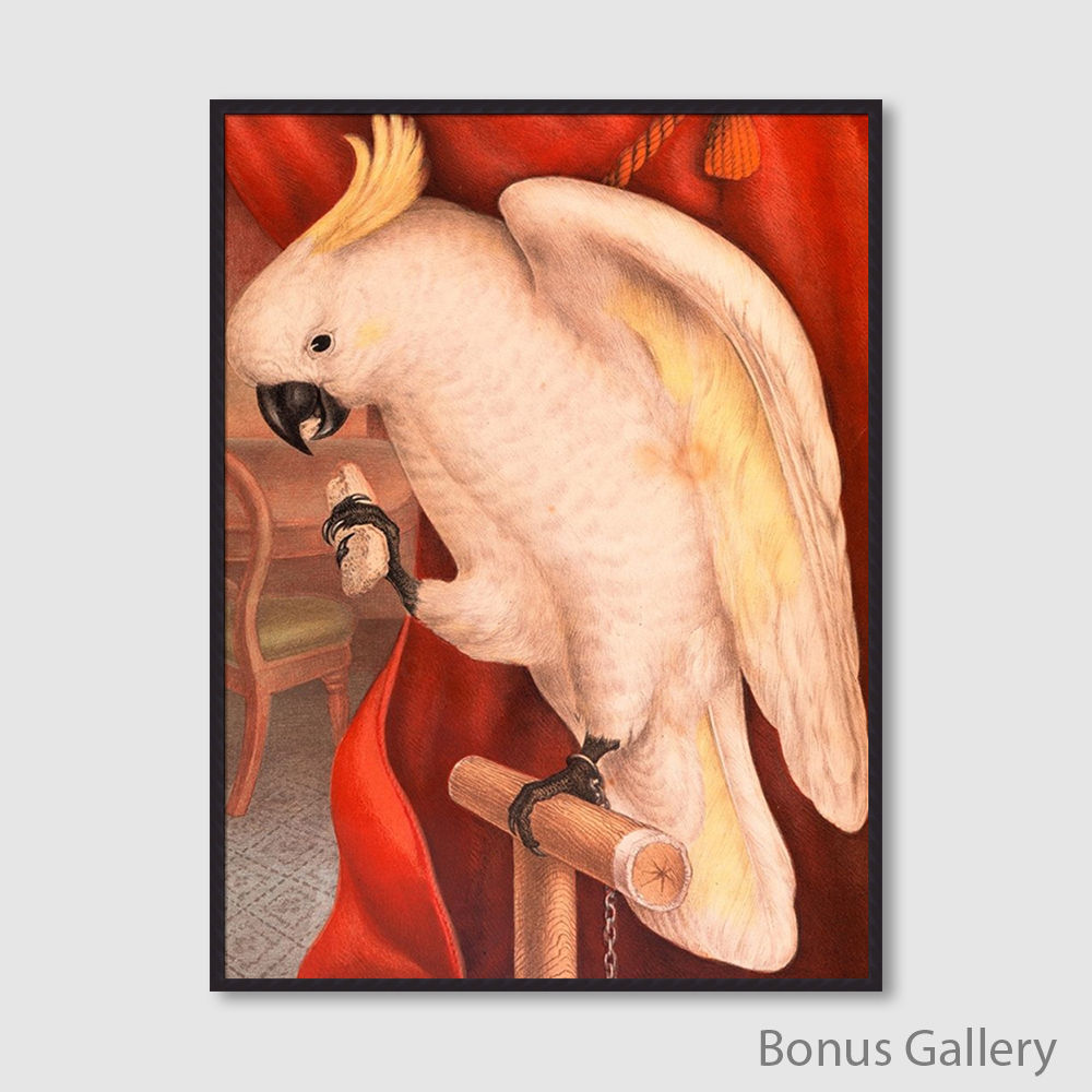 Great Sulphur-Crested Cockatoo (E)