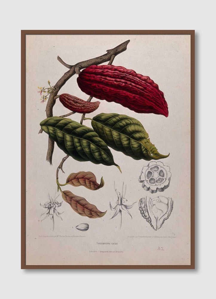 ภาพขนาดย่อ: Cacao (E)