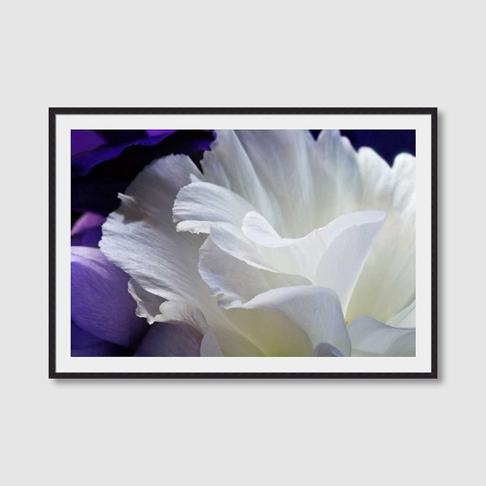 Thumbnail: Lisianthus (D)