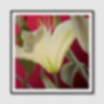 Thumbnail: Lily Red (A)
