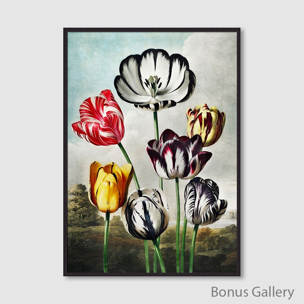 Tulips from The Temple of Flora (D)