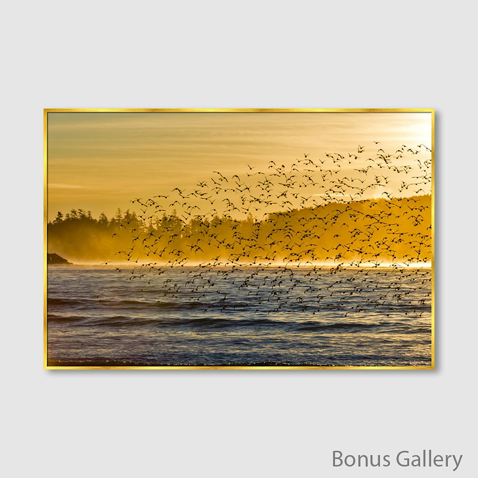 Thumbnail: 1000 Birds over Ocean and Golden Sky (D)