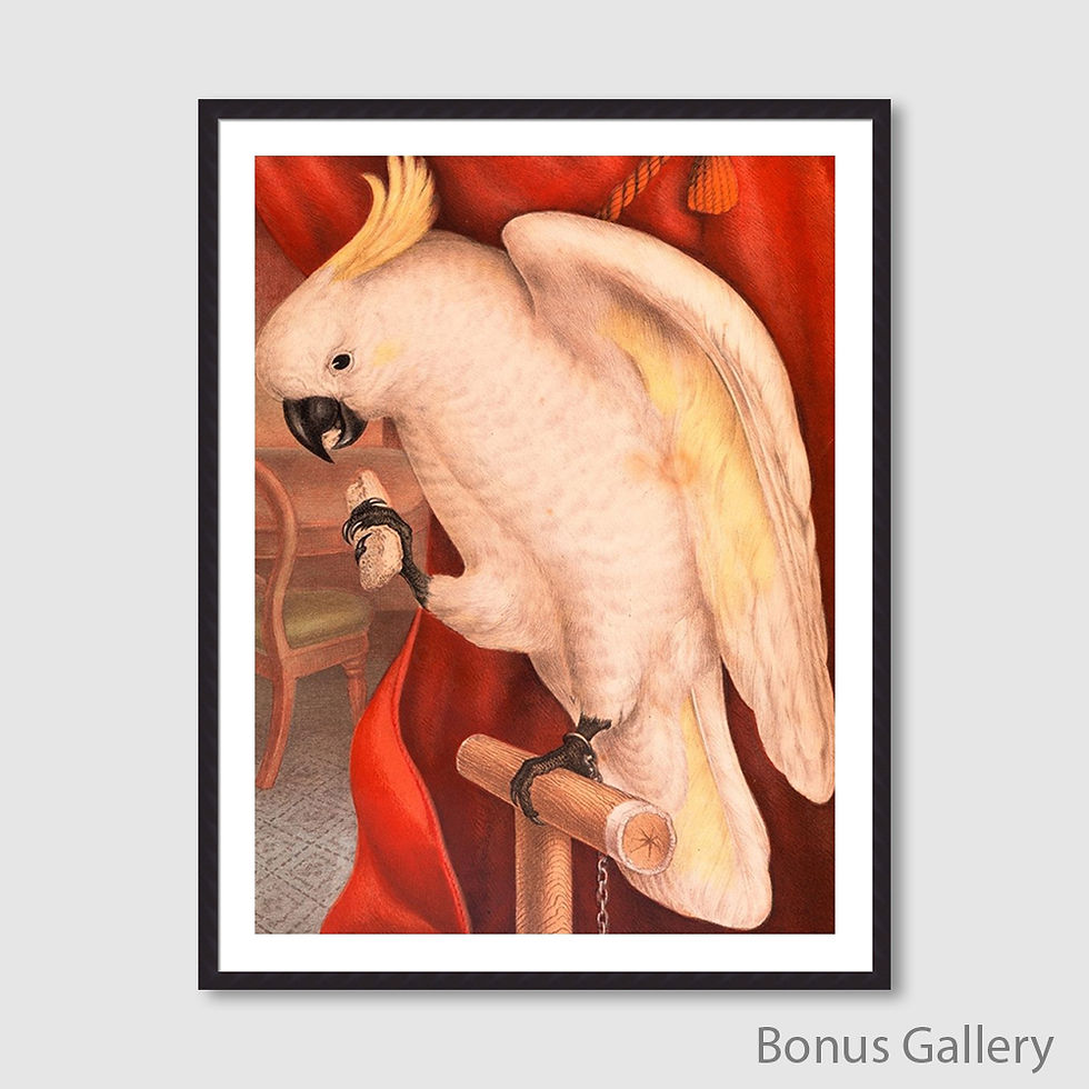 Thumbnail: Great Sulphur-Crested Cockatoo (E)