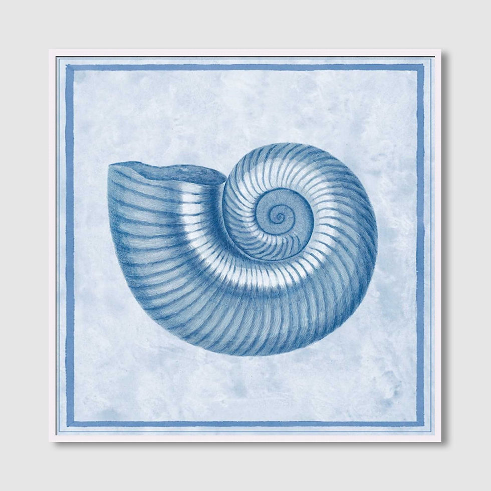 ภาพขนาดย่อ: Blue Nautilus D (A)