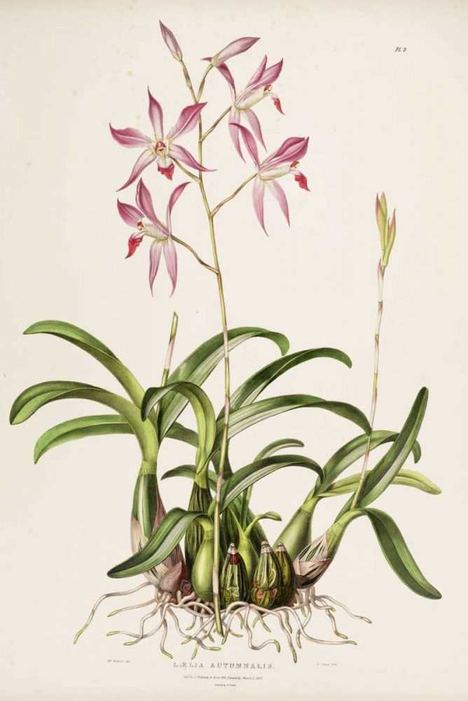 ภาพขนาดย่อ: Orchid, Laela Autumnalis (D)