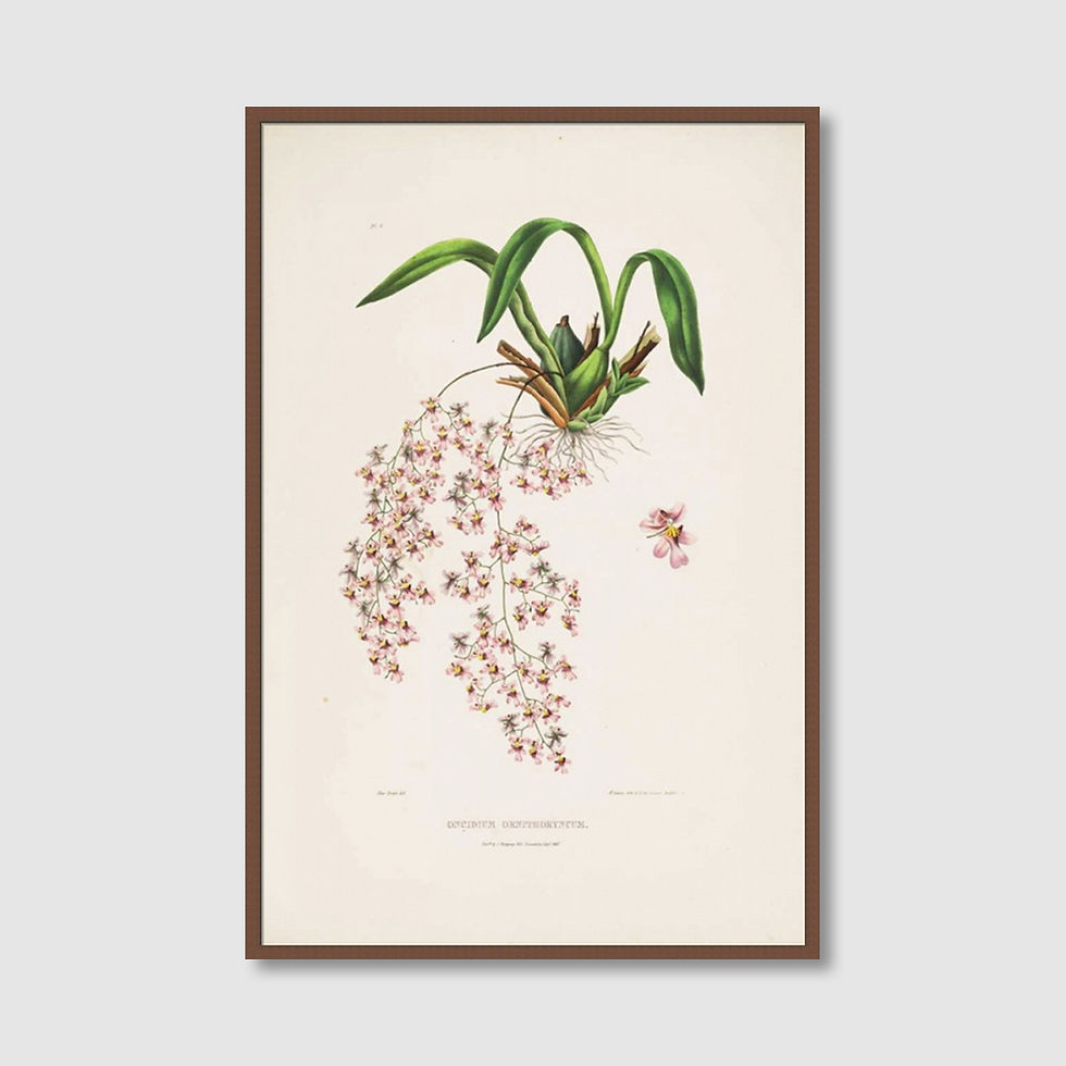 ภาพขนาดย่อ: Orchid, Oncidium Bateman (D)