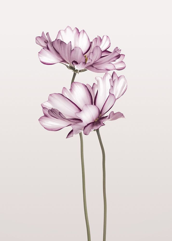 ภาพขนาดย่อ: Cosmos 2 (E)