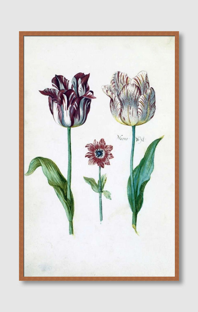 Thumbnail: Tulips (D)