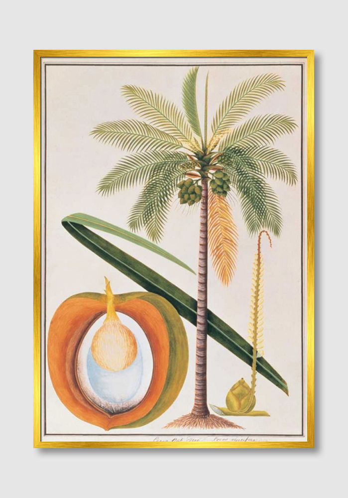 ภาพขนาดย่อ: Coconut Palm (D)