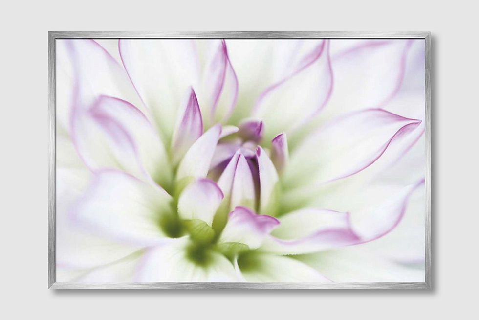 Thumbnail: Dahlia (D)