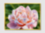 Thumbnail: Beauty of Nature No. 153 (E)