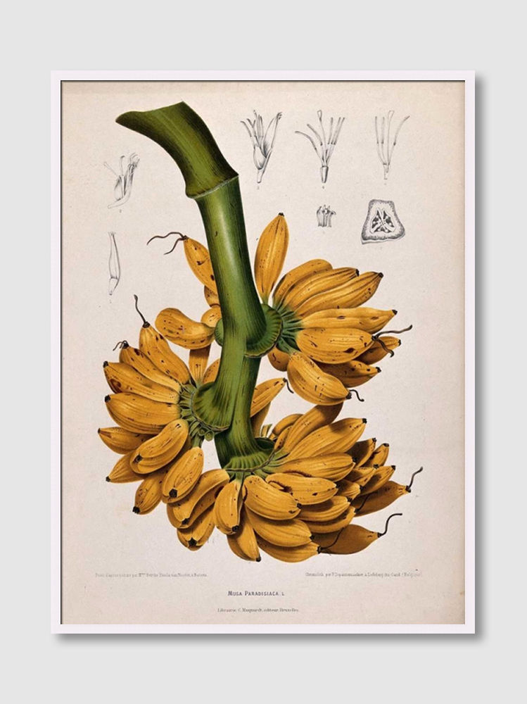 ภาพขนาดย่อ: Plantain, Banana (E)