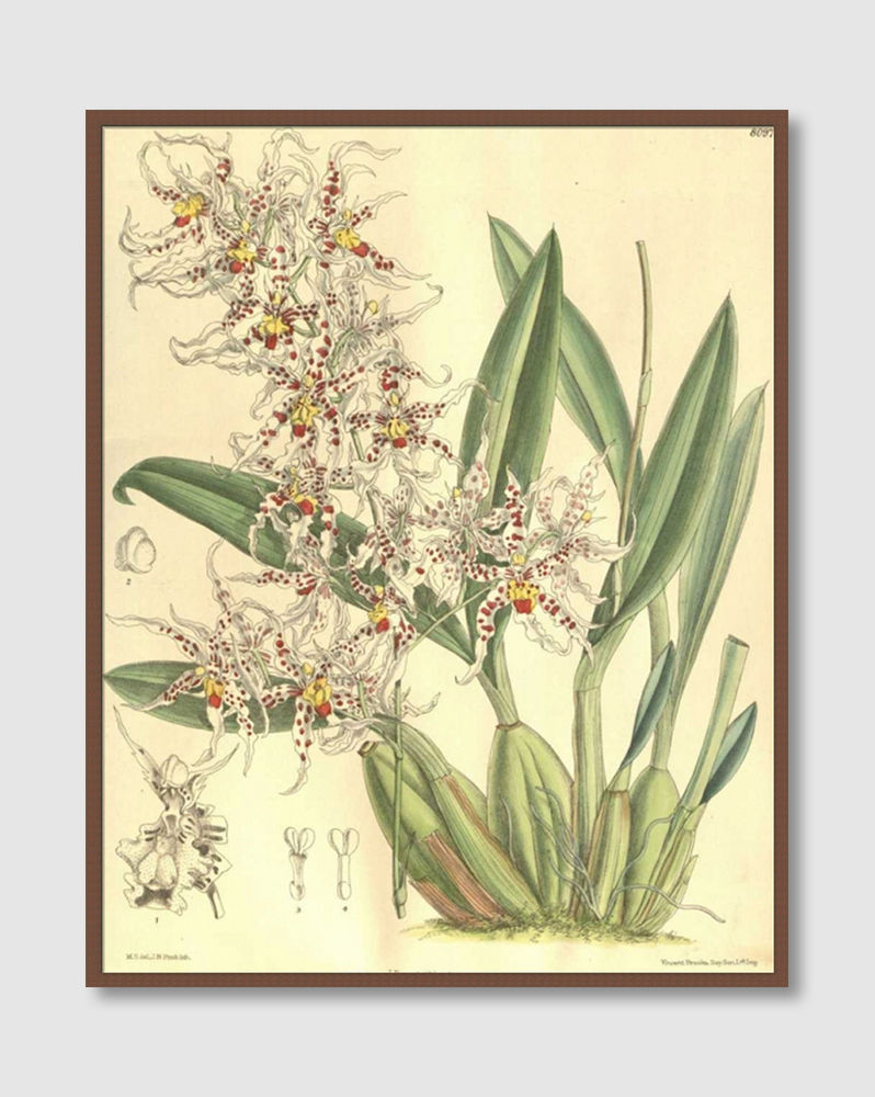 ภาพขนาดย่อ: Orchid, Odontoglossum Naevium (E)