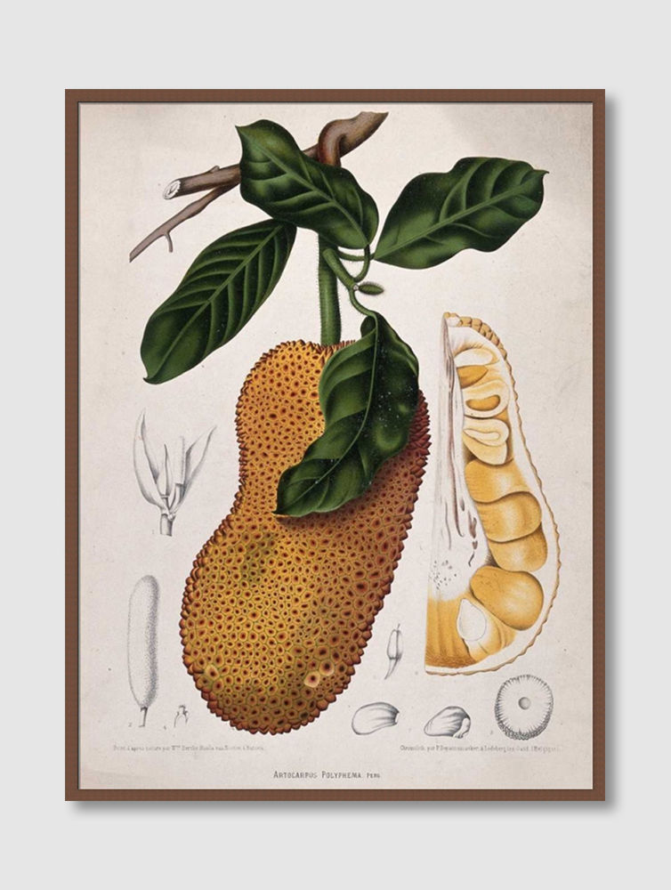 ภาพขนาดย่อ: Jackfruit (E)