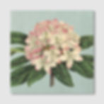 ภาพขนาดย่อ: Rhododendron (A)