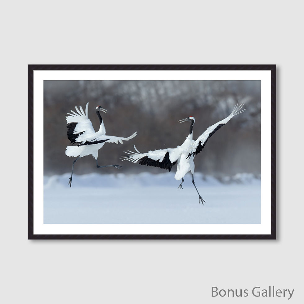 Thumbnail: Dancing Crane Lovers on Snow (D)