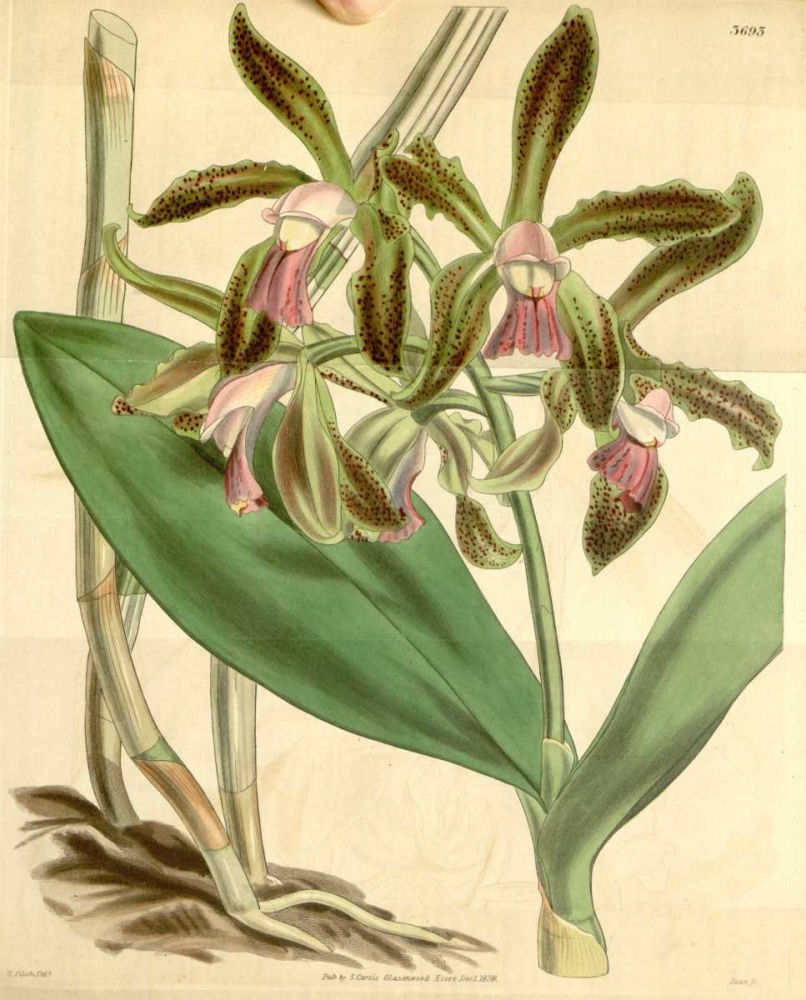 Thumbnail: Orchid, Cattleya Guttata (F)