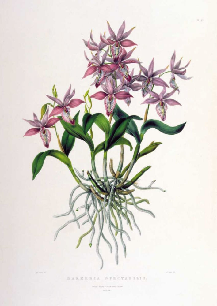 Thumbnail: Orchid, Barkeria Spectabilis (D)