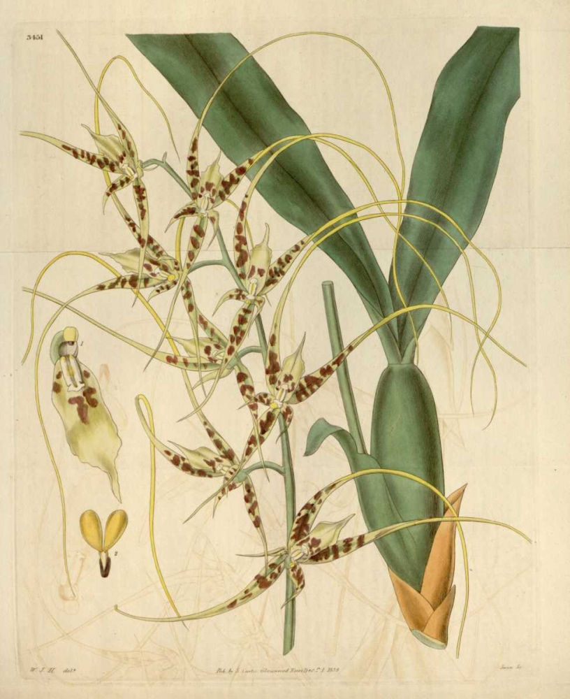 Thumbnail: Orchid, Brassia Caudata (F)
