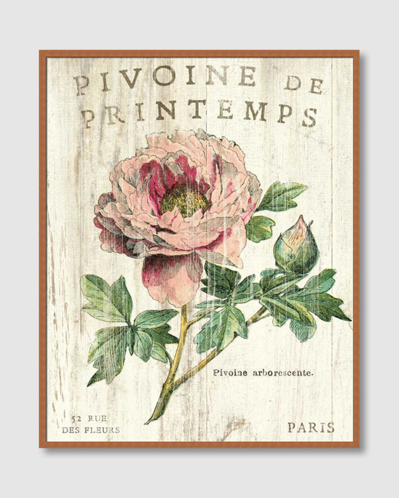 ภาพขนาดย่อ: Pivoine de Printemps (F)