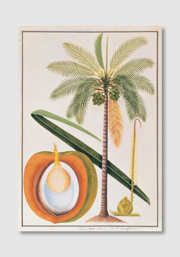 Thumbnail: Coconut Palm (D)