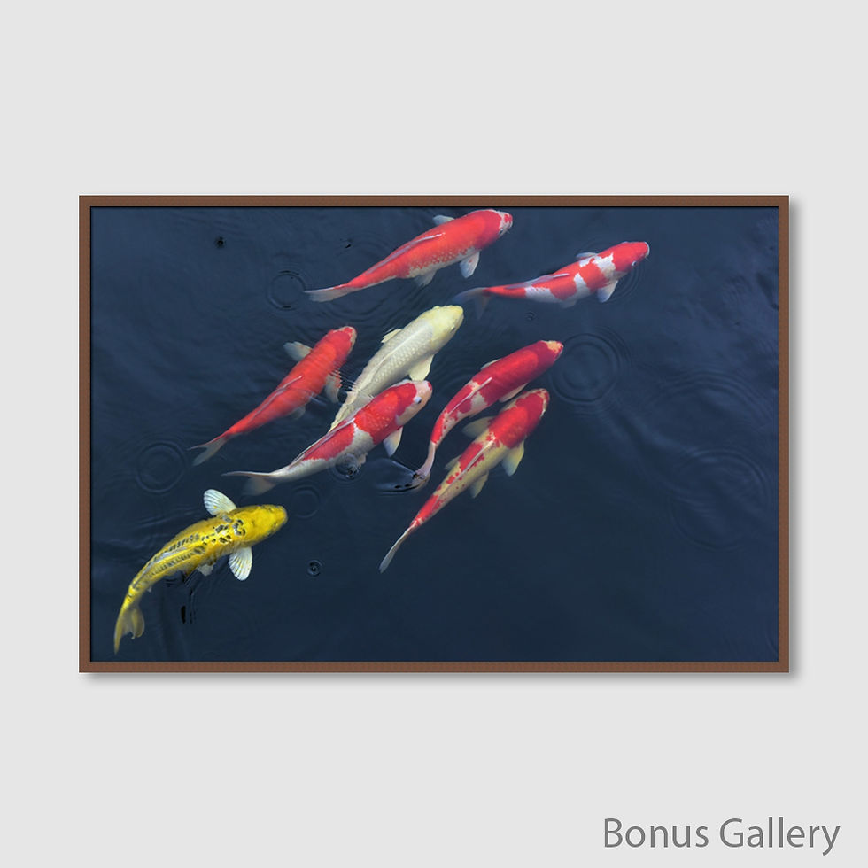 Thumbnail: 8 Koi Fishes (D)