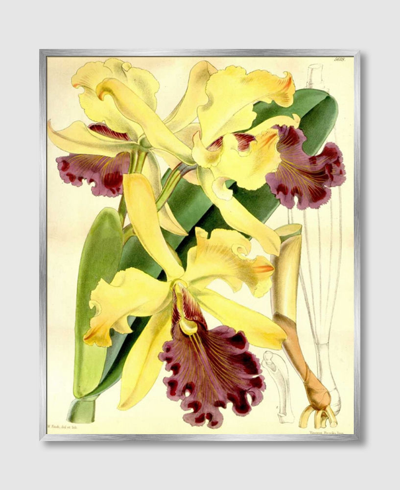 ภาพขนาดย่อ: Orchid, Cattleya Dowiana (F)