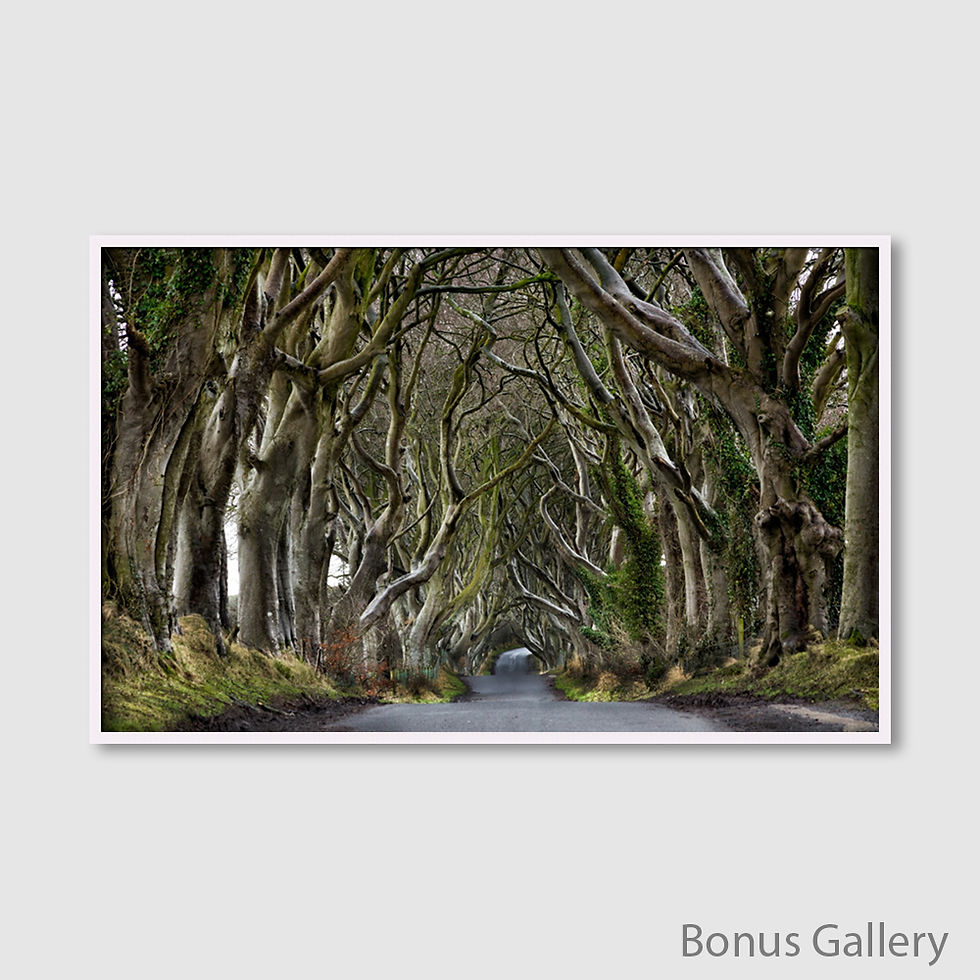 Thumbnail: The Dark Hedges Beautiful Tree Tunnel (D)