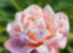 Thumbnail: Beauty of Nature No. 153 (E)