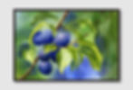 ภาพขนาดย่อ: Beauty of Nature No. 121 (D)
