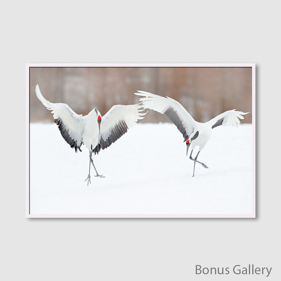 Thumbnail: Dancing Crane Lovers on Snow (D)
