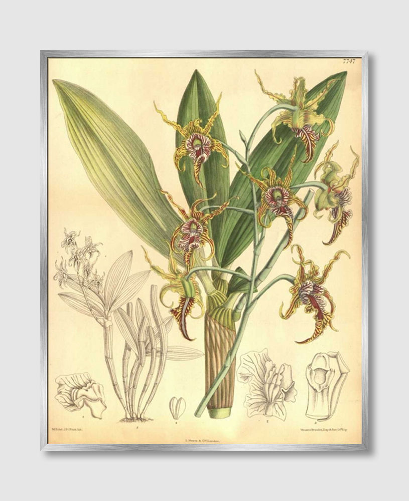 ภาพขนาดย่อ: Orchid, Dendrobium Spectabile (F)