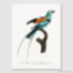 Thumbnail: Songbird I Poster (E)