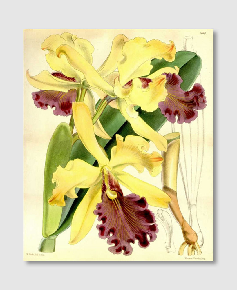 Thumbnail: Orchid, Cattleya Dowiana (F)