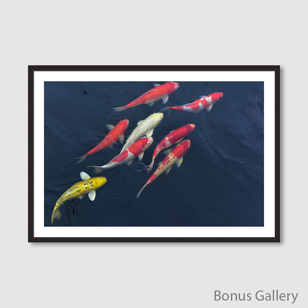 Thumbnail: 8 Koi Fishes (D)