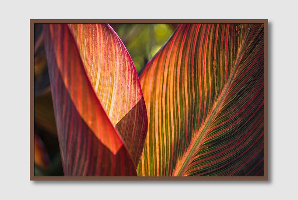 ภาพขนาดย่อ: Canna Lily Leaves I (D)