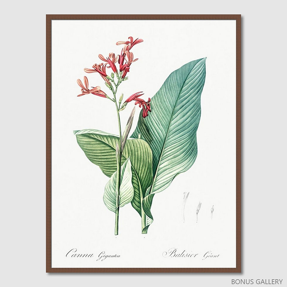 ภาพขนาดย่อ: Balisier Poster (E)