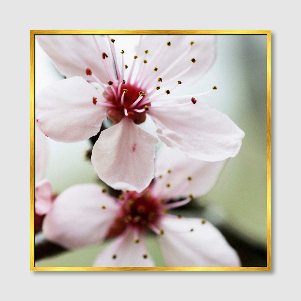 Thumbnail: Cherry Flower 2 (A)