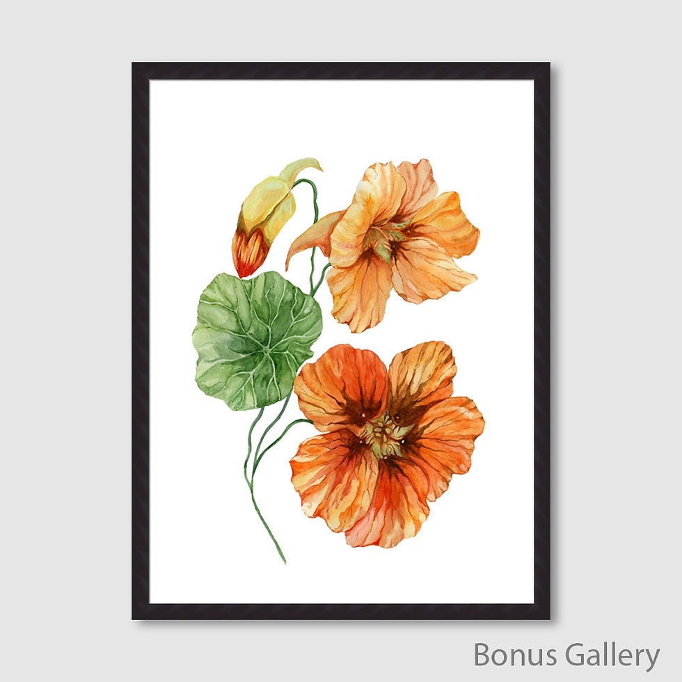 ภาพขนาดย่อ: Beautiful orange nasturtium flower?