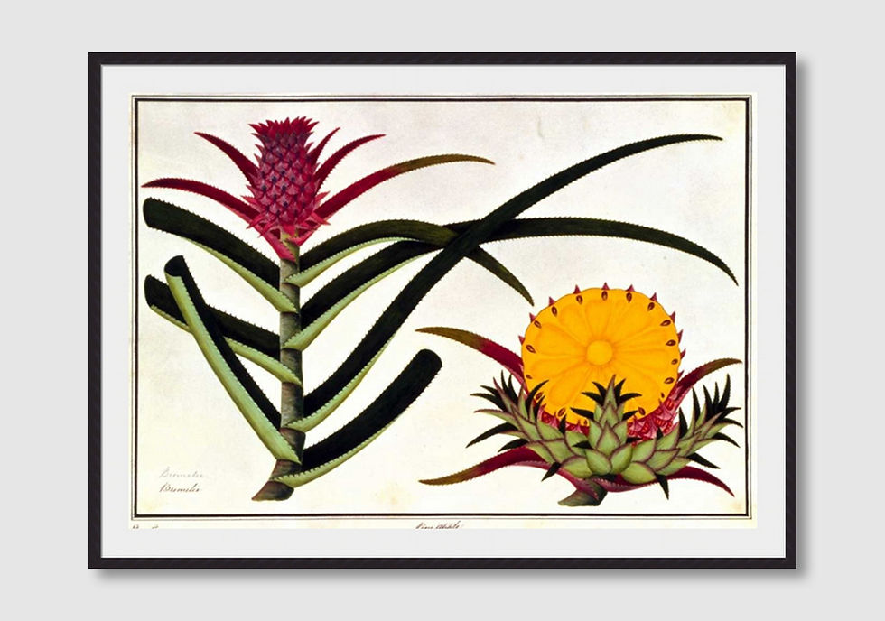 ภาพขนาดย่อ: Pineapple (D)