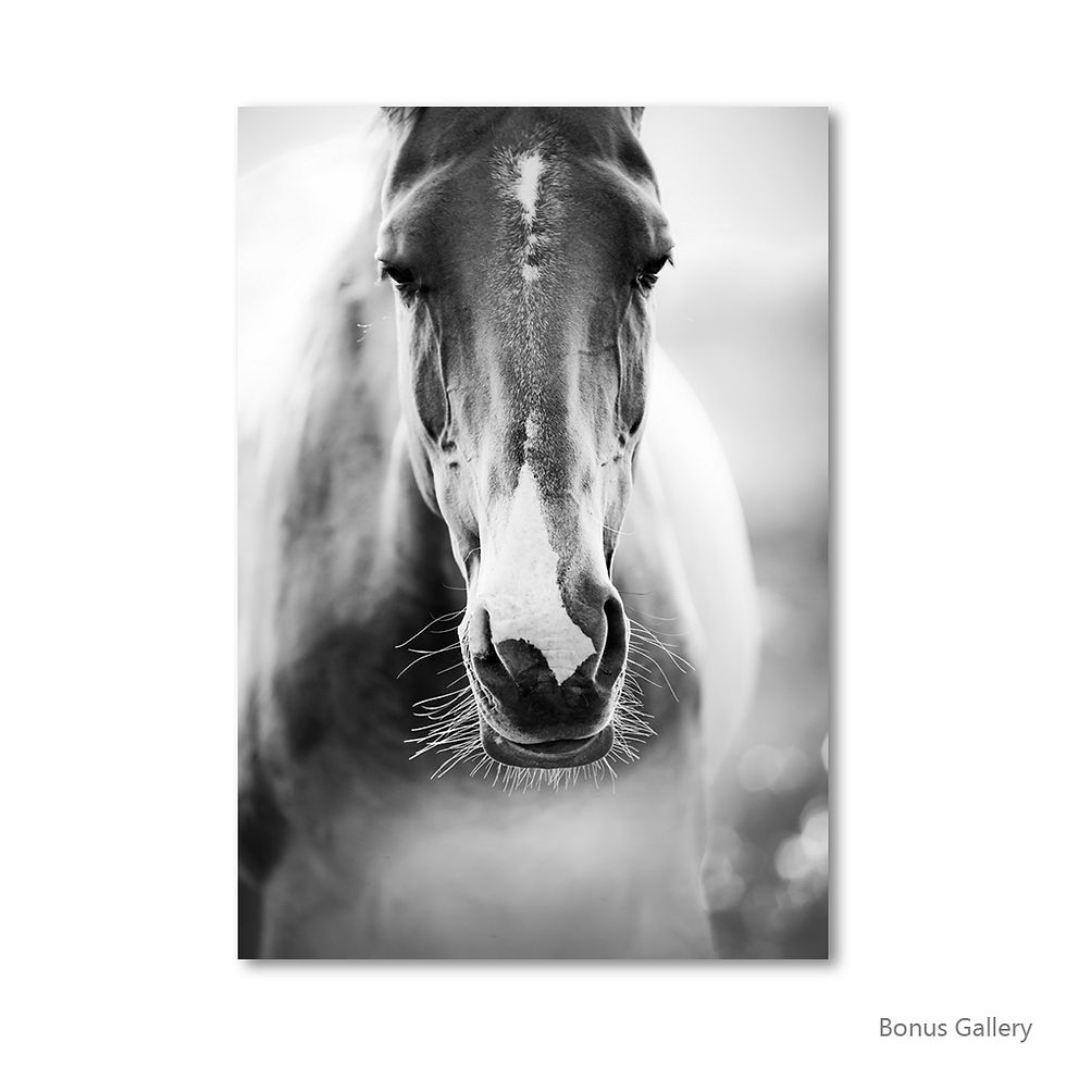 ภาพขนาดย่อ: Black and White Horse (B)