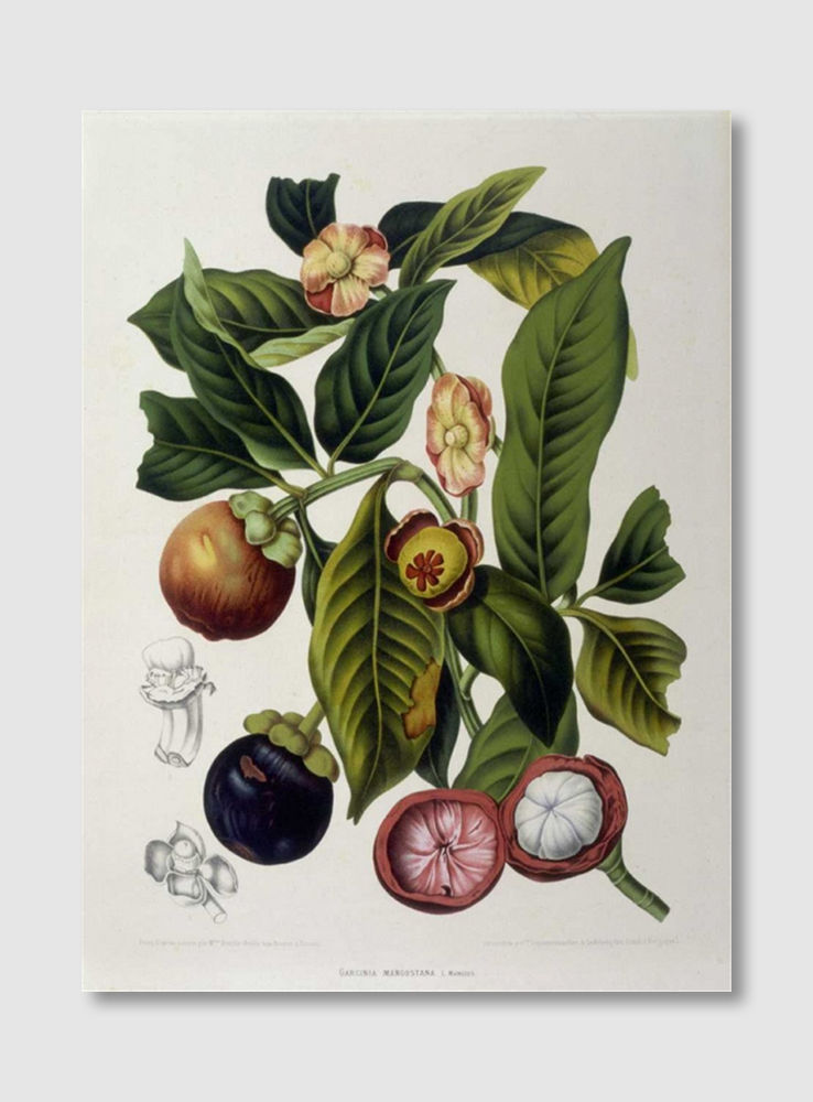 ภาพขนาดย่อ: Mangosteen (E)