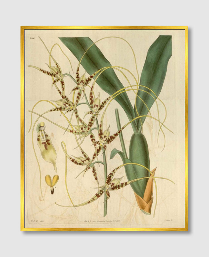 Thumbnail: Orchid, Brassia Caudata (F)