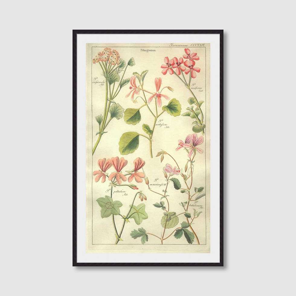 Thumbnail: Geraniums (G)