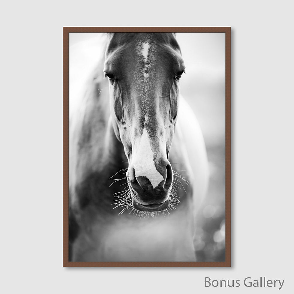 ภาพขนาดย่อ: Black and White Horse (B)