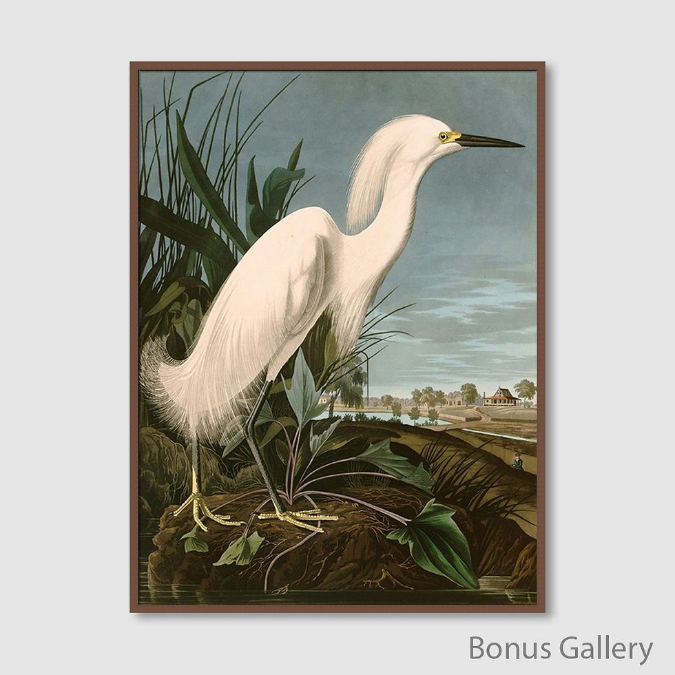 Thumbnail: Snowy Heron or White Egret (E)