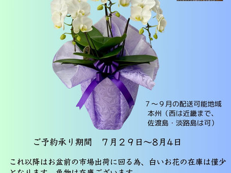 【8月お盆の白い胡蝶蘭の販売につきまして】