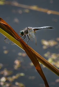 Images of entertaining and/or beautiful bugs in British Columbia, Canada