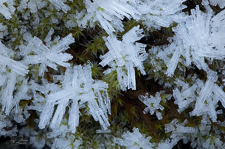 Hoarfrost ice crystals on top of bright green moss. This was located in the Chilliwack River Valley, British Columbia, Canada